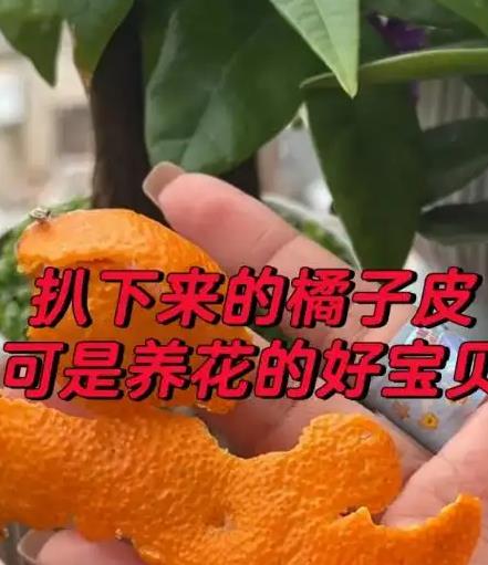 新手必学的6个养花小妙招，学会了，养啥花都漂亮！