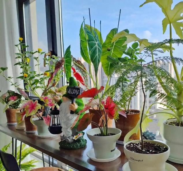 家庭养花，了解9个“小知识”，花草病了自己看，简单